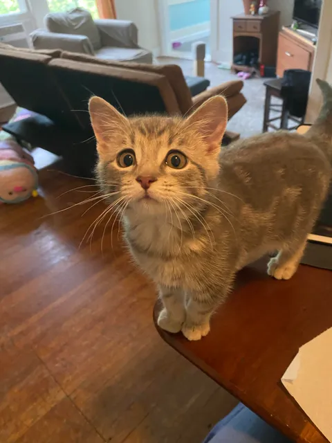 will i ever be able to eat my yogurt alone again???