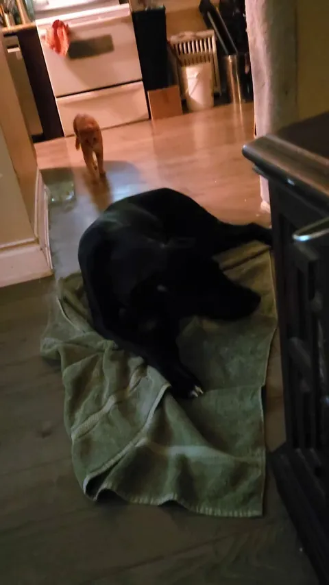 Frankenstein trying to murder the dog