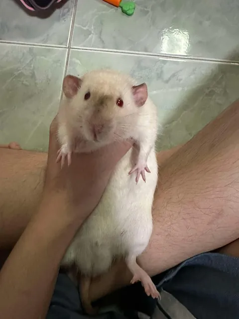 Shame him, he learns how to open their ratto cage and freed all his brothers, even worse, he taught the other how to do it!