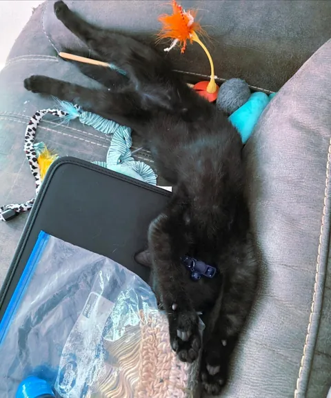 This is Oswald, my first void 🖤 I adore him and just wanted to share him with y'all