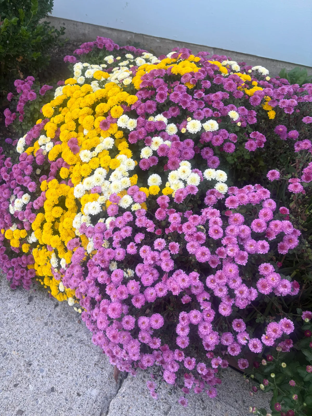 Planted mums in the ground last fall and they have quadrupled in size!!!