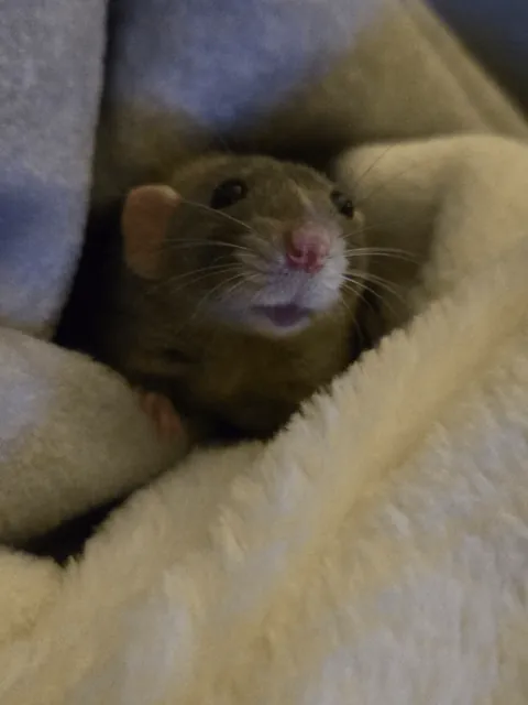 Need to go to sleep but wanted to share this cutie picture of Jimily