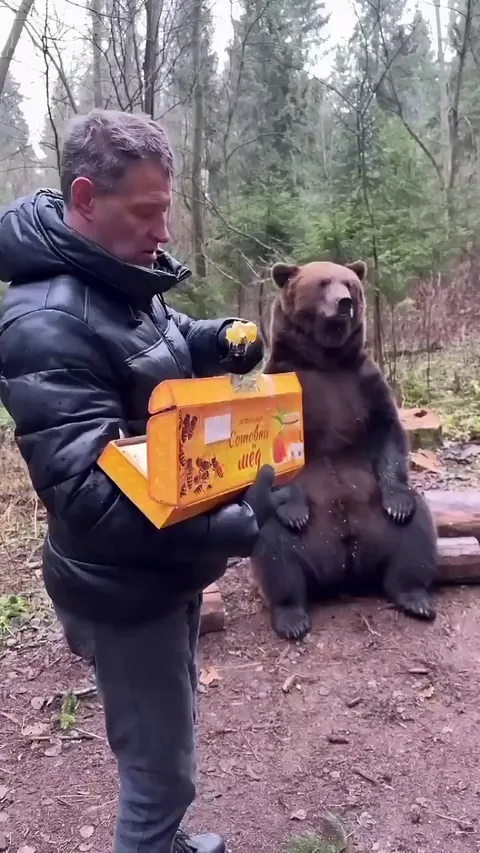Bear hits emote over some honey