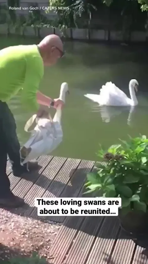 Two loving swans are reunited and their joy is absolutely infectious.