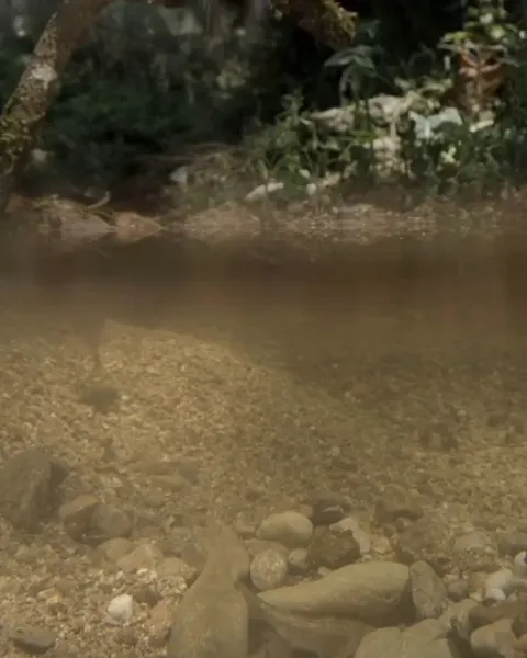 🔥A Kingfisher Dive Catches A Fish