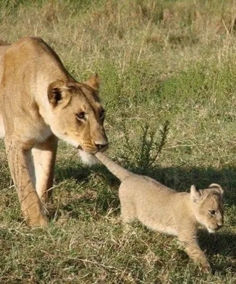 Nothing in nature is stronger than a mother