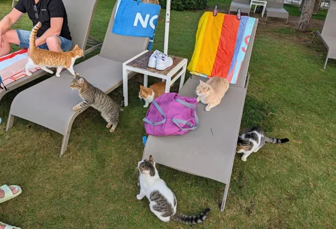 The huge collection of cats I found on my adventure to Turkey😅😊