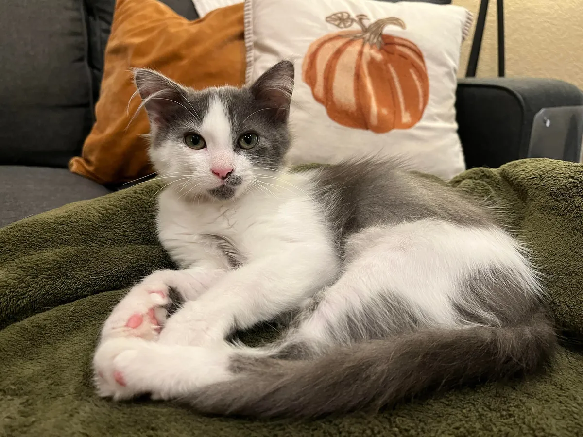 Our recent foster fail is thriving! Everybody meet Gus