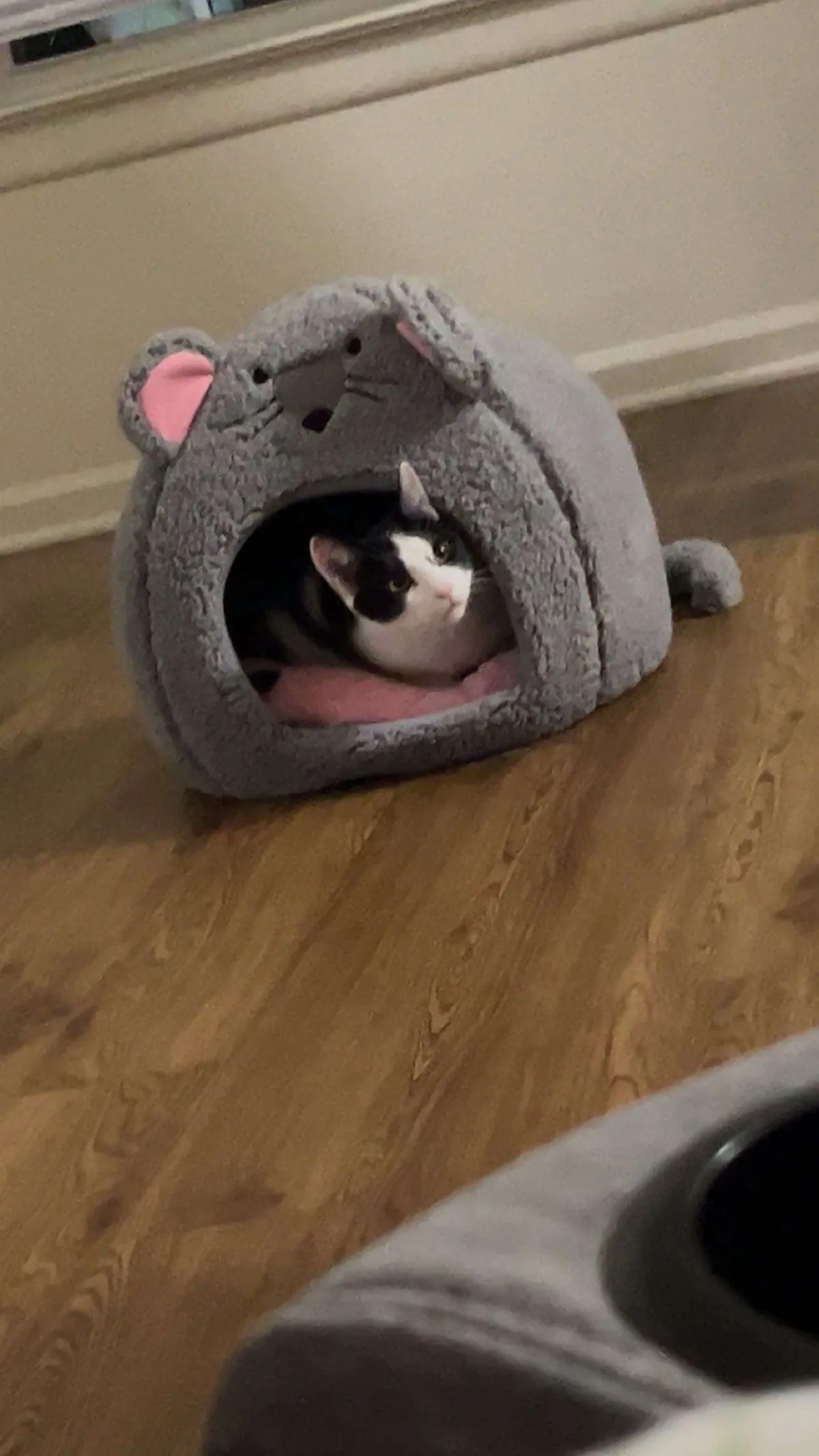 I lost my cat to a freak accident and I can't move on