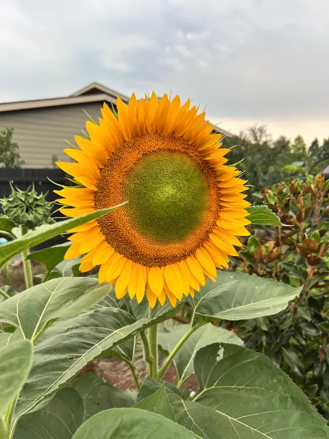 Some flowers I grew from seed this year 💐