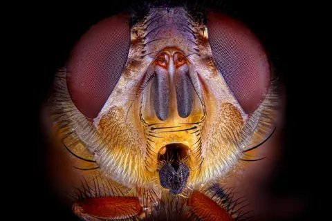 🔥 This super-detailed photo of a common housefly. Swipe for zoomed pictures.