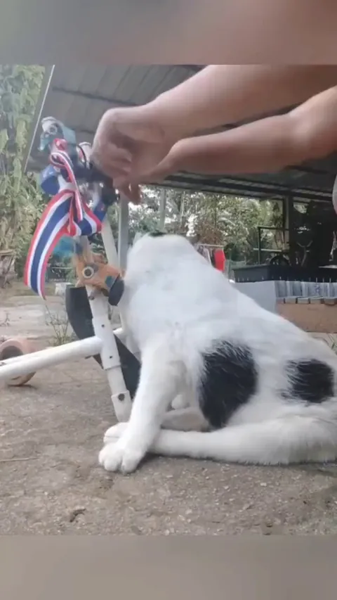 That person built a wheelchair for his cat, which couldn’t walk.