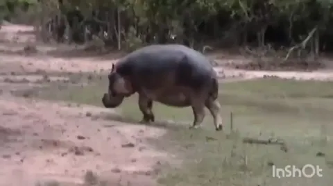 Oldest momma of the animal kingdom