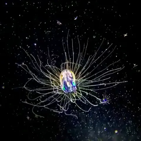 🔥 this is the arctic sea jellyfish