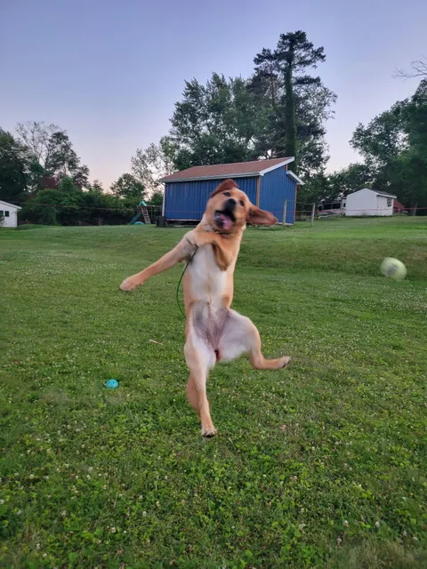 Dog sitting this puppy and got this action shot🤣