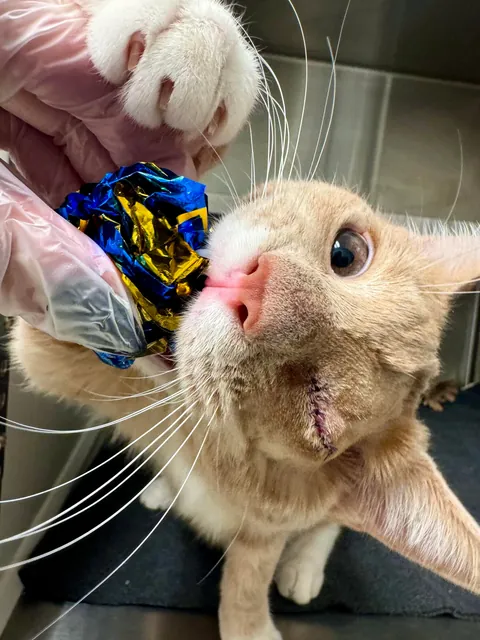 Im a shelter vet tech and my friend Atlas is feeling good after his procedure!