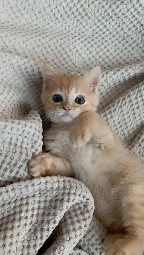 Am I cute enough for extra treats?