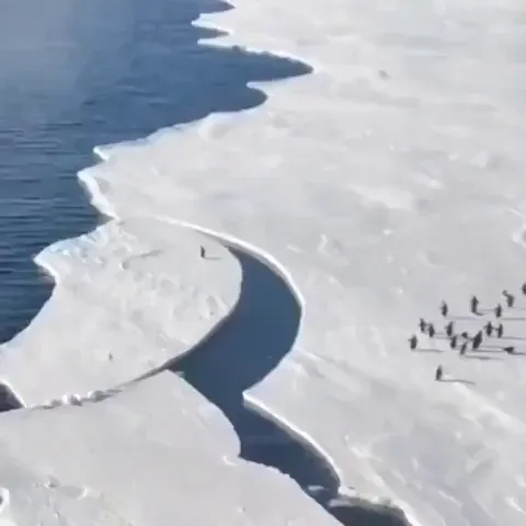 🔥 Penguin makes it onto land as ice breaks 🐧