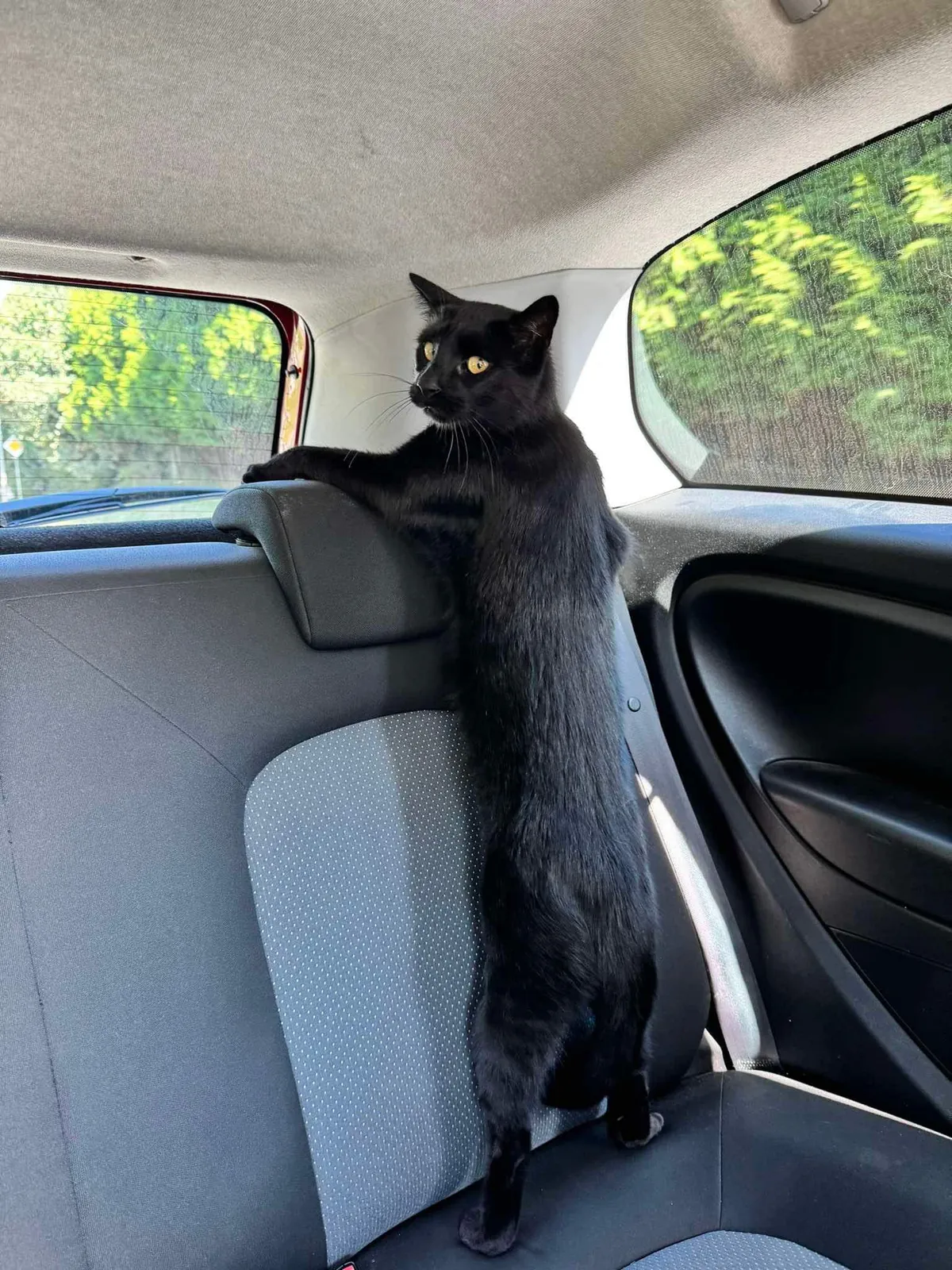 PsBattle: scaredy cat