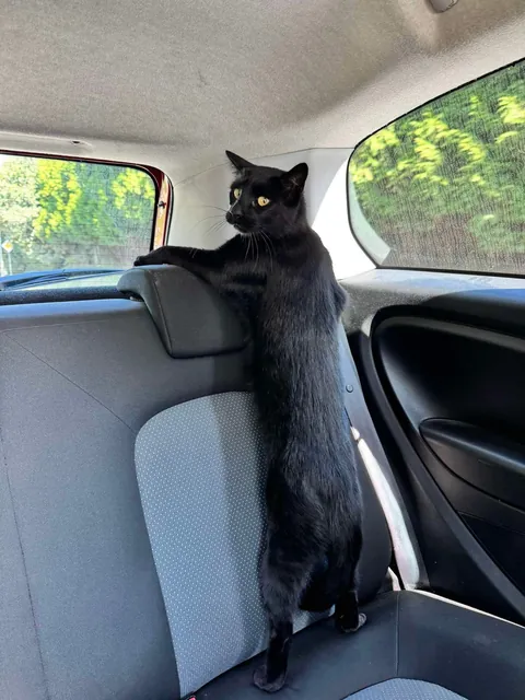 PsBattle: scaredy cat