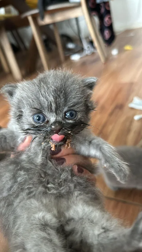 He just ate his “real” cat food for the first time. I think he’s gonna love it!