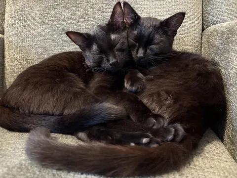 We adopted a little baby void, then the shelter reached out saying her sister missed her dearly sooooo