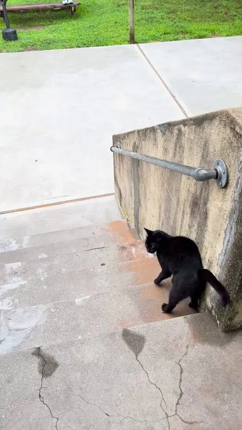 Jiji, the kitty outside the shelter I live in, leading me to the table where she eats her breakfast