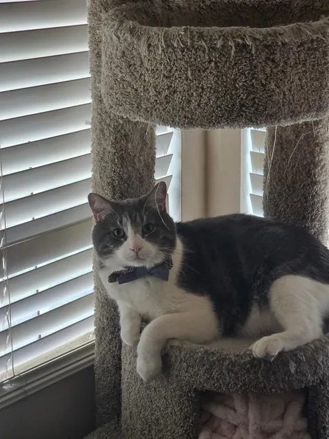 My first baby is gone