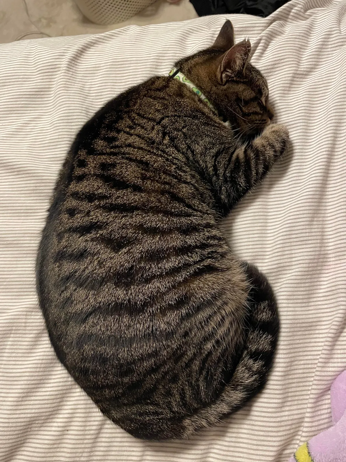 please be honest is my cat fat?