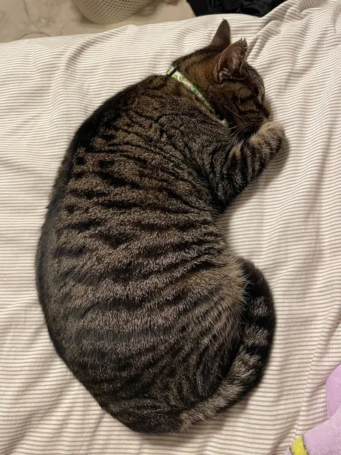 please be honest is my cat fat?