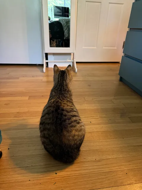 Honey was a pregnant kitty I took in from outside. Here are her first days as an indoor kitty. She had 3 beautiful babies 2 weeks later. The last pics are from when she was living outside.