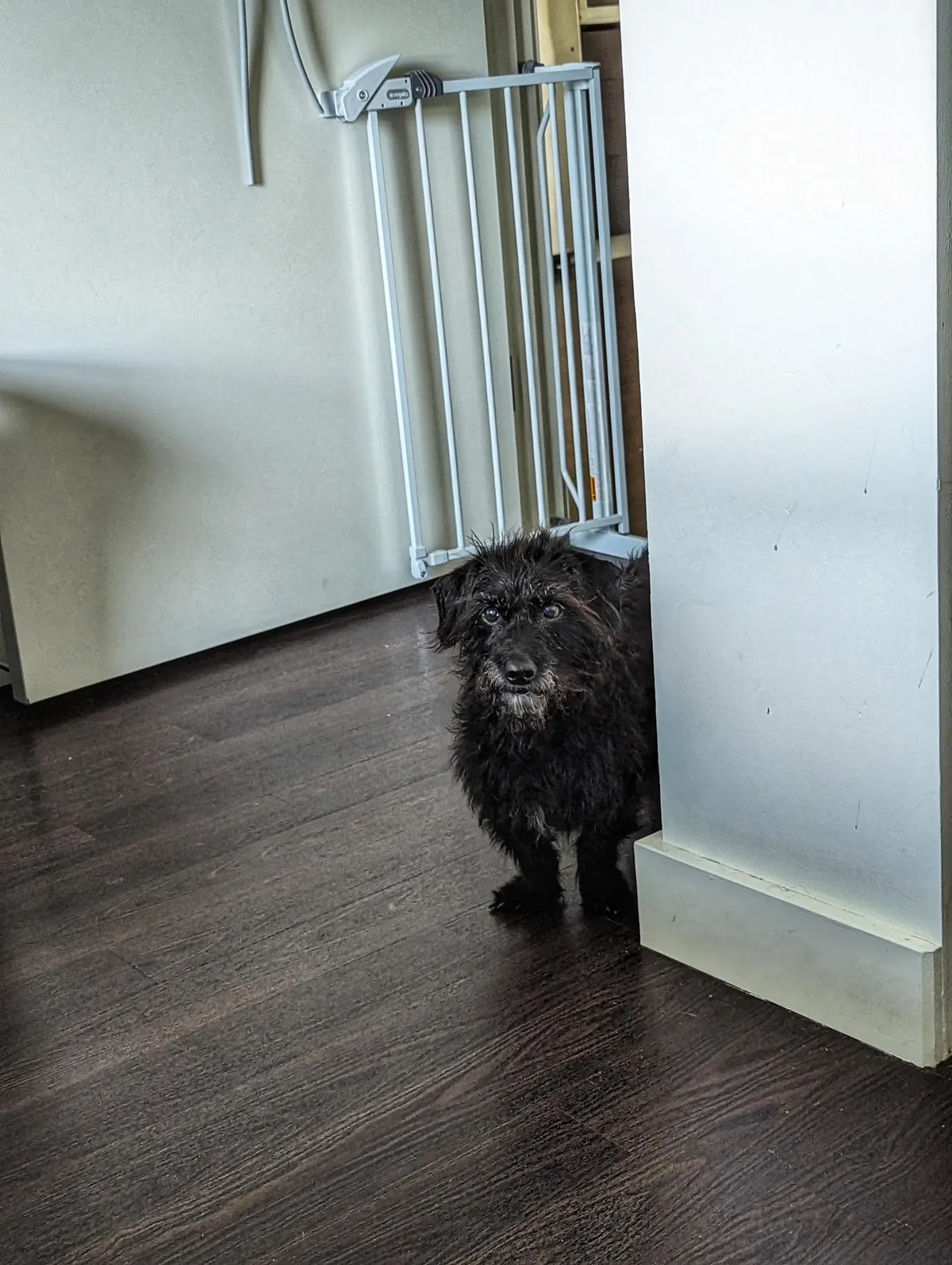 Asking for THIRD dinner