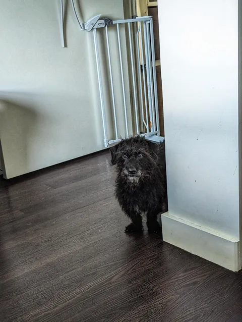 Asking for THIRD dinner