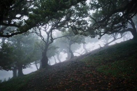 🔥 Back from Madeira 🇵🇹, here's the Fanal Forest, one of the last remaining examples of Europe's original rainforest, which dates back thousands of years [OC] [6000x4000]