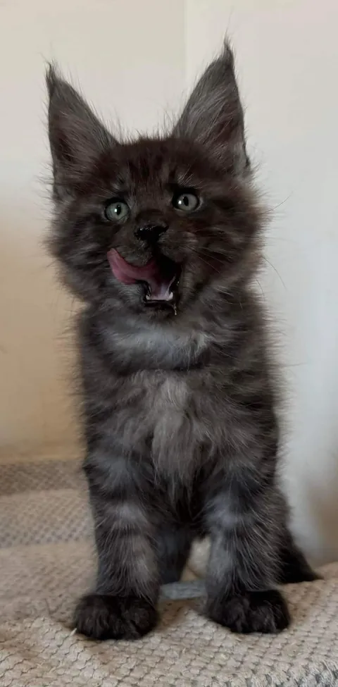 Théoden from 2 to 16 weeks old