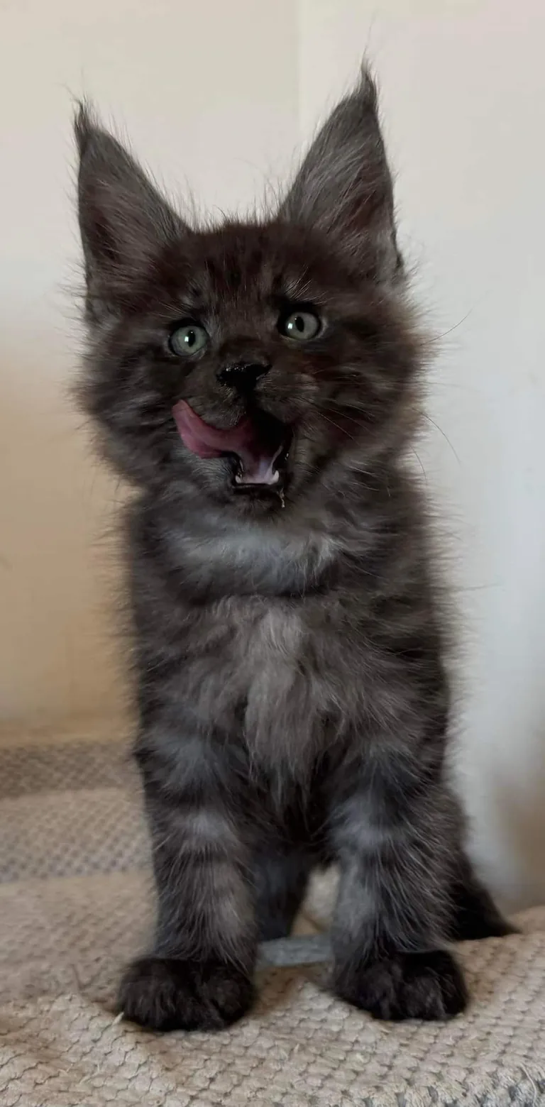 Théoden from 2 to 16 weeks old