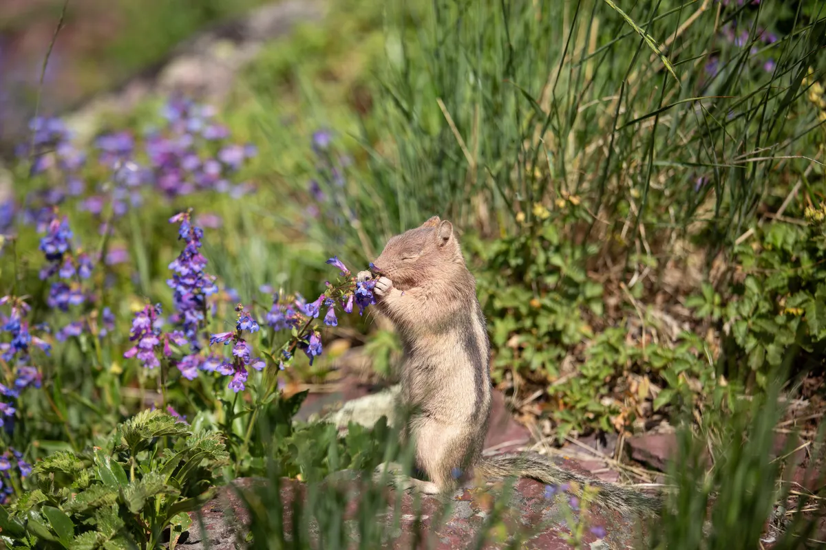 Having a moment, Glacier NP (OC)