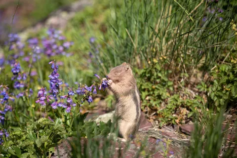 Having a moment, Glacier NP (OC)
