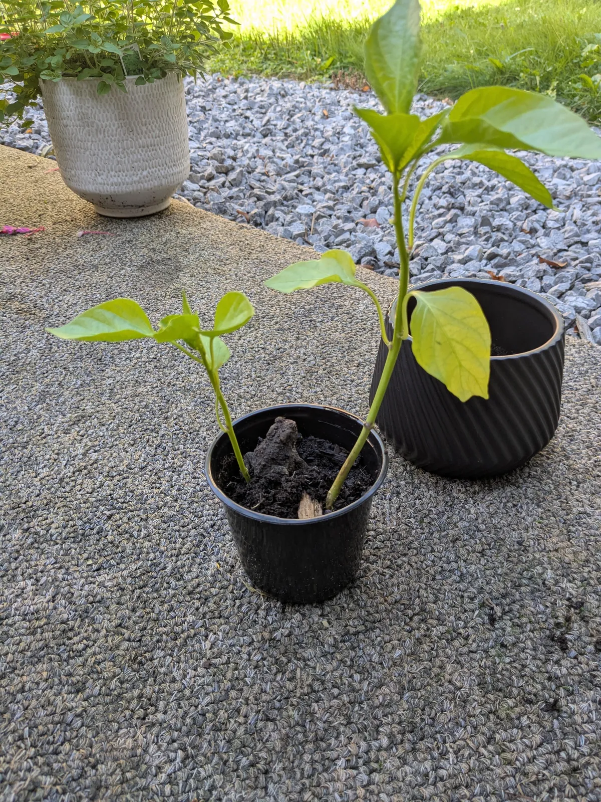 A toad was hibernating in my peppers 😭