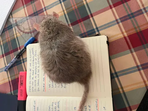 He has a whole room to freeroam, but no.