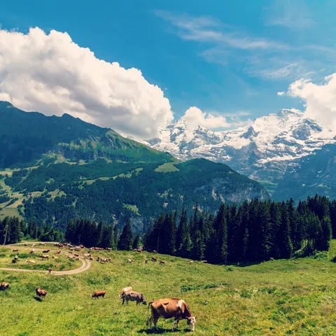 On our train ride to Mürren, Switzerland