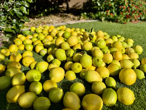 Final lemon harvest of the season, this batch is 368 lemons