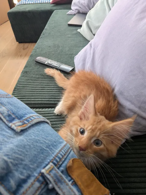 Adopted this sweet boy - noticed there is something slightly off about his eyes