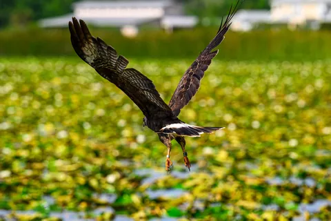 🔥 The Endangered Florida Snail Kite