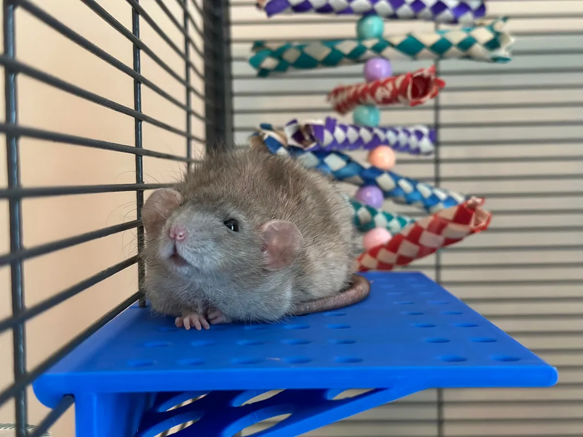 In Loving Memory of President Link 💔