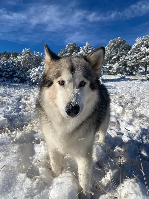 heckin S N O W ⛄️❄️