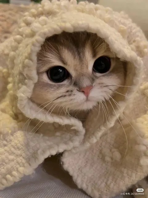 Little cat in a blanket