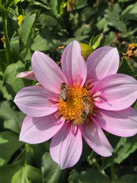 Late summer in the garden