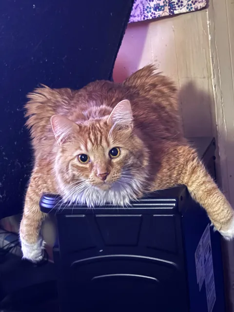 He crossed the rainbow bridge today. Give Peter all the love you can. He deserves it all.