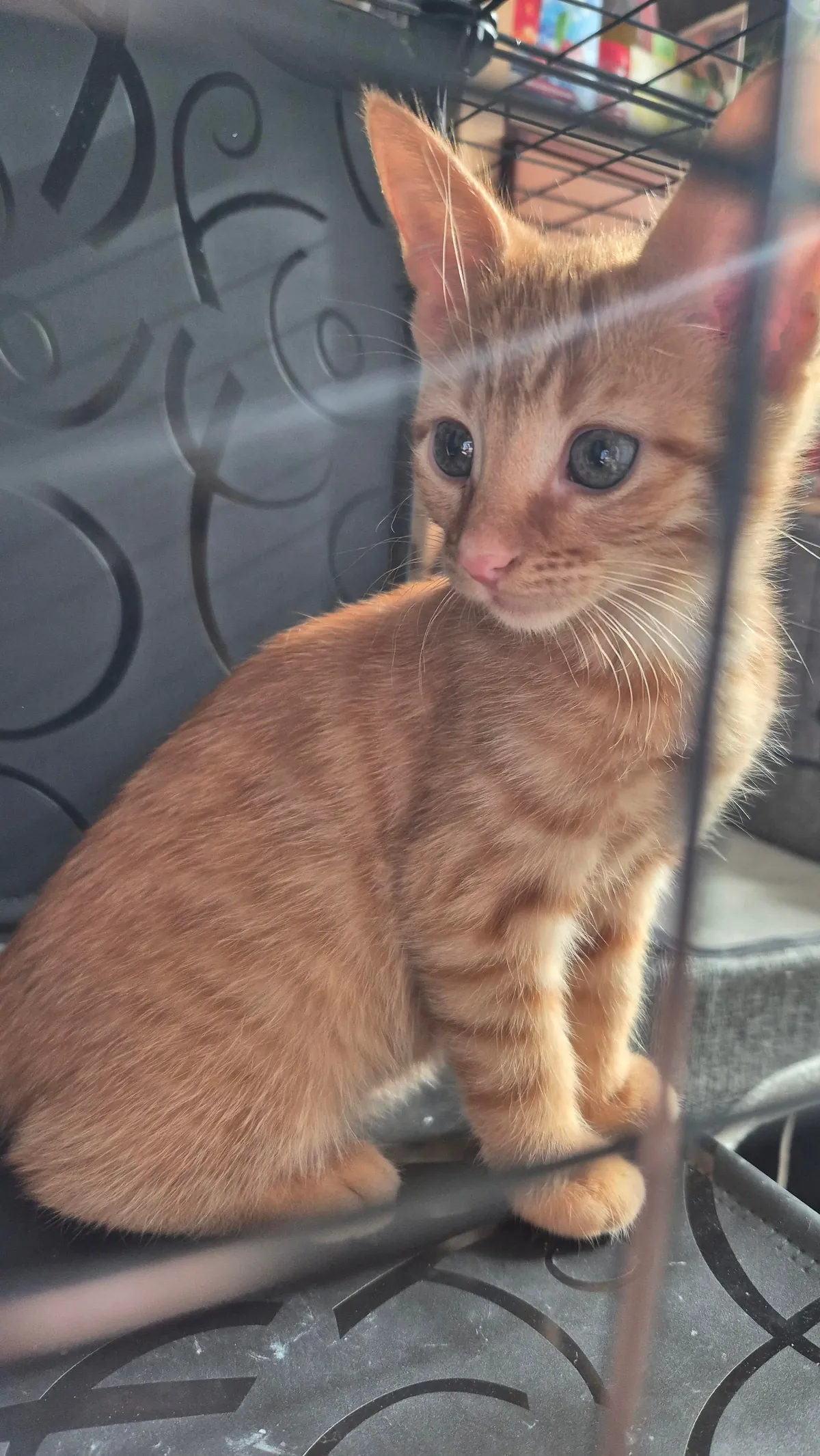 My girl Peanut - seems she is mostly growing her ears at the moment